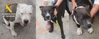 Detenidos por maltratar a varios perros y provocar peleas, hasta ocasionar la muerte de cuatro de ellos