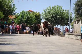 Encierro de novillos de la ganadería Charro de Llen Saucelle