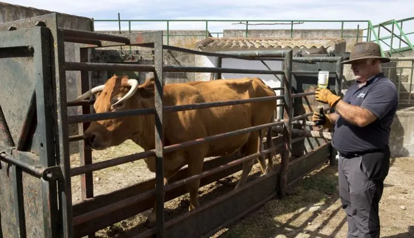 Un veterinario inyecta medicamentos a una vaca infectada de Ehe en una finca de la comarca de ledesma. Foto Jesús Formigo ICAL (1)