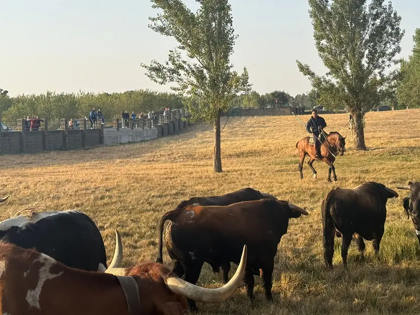 Encierro a caballo con reses de Valdeflores en Aldeadávila de la Ribera | Salamanca24horas