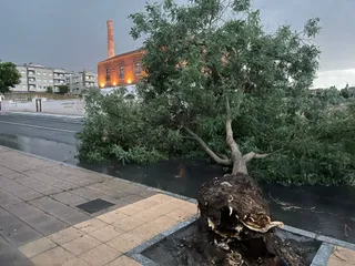 Árbol caído en el Camino de las Aguas. Foto de archivo.