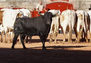 Desenjaule de la Feria Taurina de Salamanca 2024 | Juanes