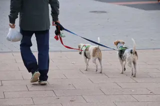 Señor con sus perros de paseo