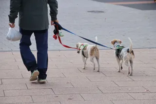 Señor con sus perros de paseo