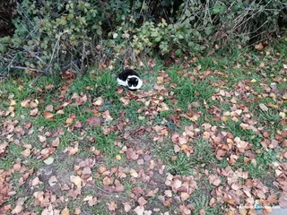 Colonia de gatos de la Vía Helmántica río Tormes (17)