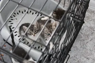 Refugio de animales del Ayuntamiento de Salamanca (25)