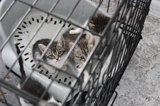 Refugio de animales del Ayuntamiento de Salamanca (25)