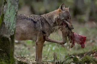 Lobo. Foto EP