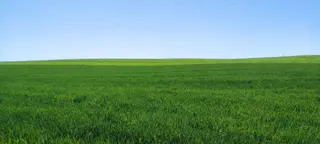Campo de trigo