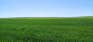 Campo de trigo
