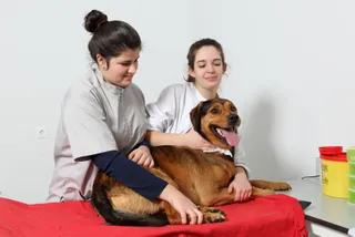 Banco de Sangre en animales en Barcelona