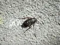 Cucaracha oriental (Blatta orientalis) en un garaje de la capital salmantina | Imagen Salamanca24horas