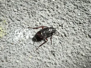 Cucaracha oriental (Blatta orientalis) en un garaje de la capital salmantina | Imagen Salamanca24horas