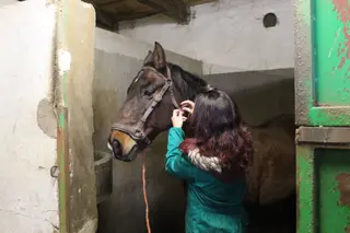 Prácticas alumnos de Ganadería y Asistencia en Sanidad Animal. Agrarias. IES Torres Villarroel