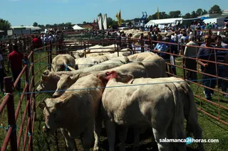Feria Ganadera de Lumbrales (73)