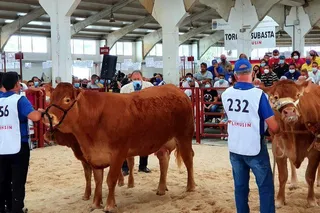 Concurso de la raza limusina, hembras