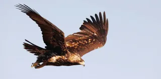 Aguila