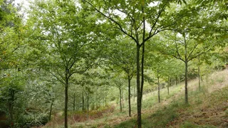 Plantaciones forestales. Foto EP