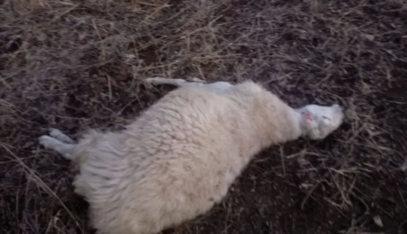 Oveja muerta