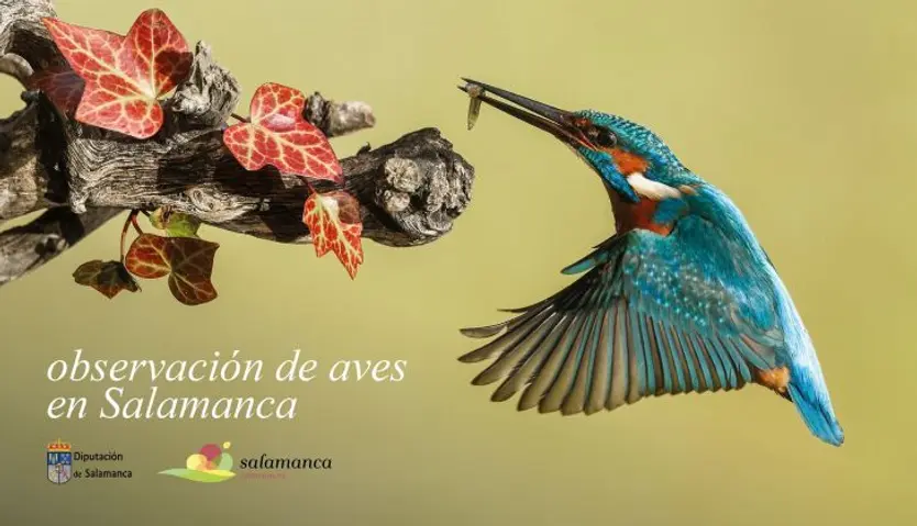 Cartel Ornitologia