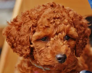 Caniche Toy