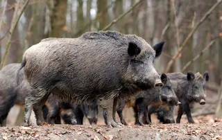 Una manda de jabalíes en el campo | Europa Press