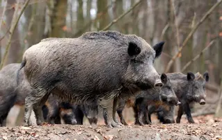 Una manda de jabalíes en el campo | Europa Press