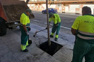 Plantación de tilos en Carbajosa. Trabjo, trabajadores (1)