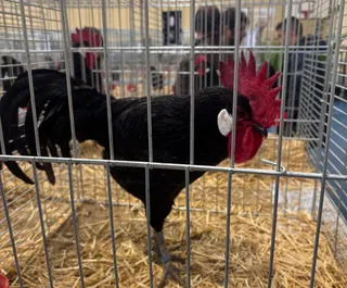 Feria avicultura en Ledesma 2025