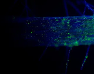 Bacterias (en color verde) colonizando y recubriendo la raíz de una planta de mora (en color azul). Imagen: Grupo de Interacciones Microbianas.