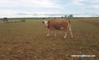 Vacas en el campo. Foto de archivo