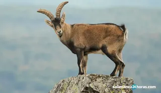 Cabra montes