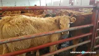 Mercado de vacuno