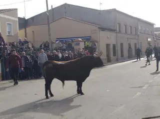 Toro del cajón de Cantalapiedra