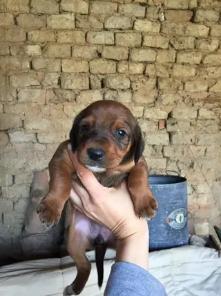 Siempre Fiel a tu perro 21/5/2017