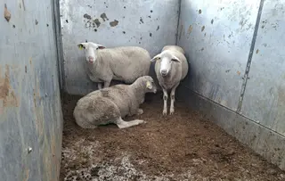Ovejas heridas en Almendra. 