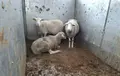 Ovejas heridas en Almendra.