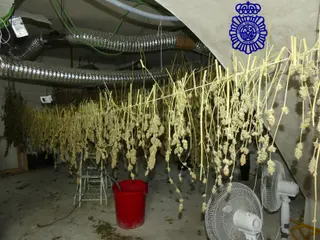 Plantación de marihuana en Salamanca