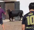 Imagen de uno de los astados rezagados en el encierro a caballo de Fuenteguinaldo de este viernes 21 de agosto | Salamanca24horas