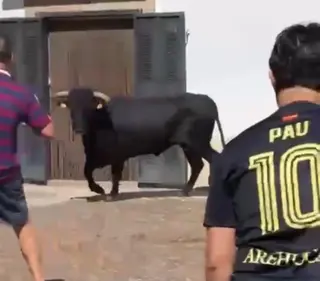 Imagen de uno de los astados rezagados en el encierro a caballo de Fuenteguinaldo de este viernes 21 de agosto | Salamanca24horas