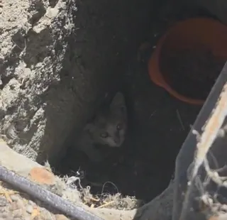 Pizagatos denuncia la falta de colaboración municipal para rescatar varios gatos atrapados en las tuberías de Pizarrales