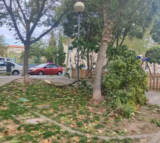 Árbol caído en la calle Alfareros. Foto de archivo
