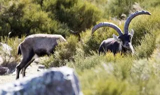 Machos de cabra montés en la reserva de caza de Las Batuecas | David Arranz/ICAL