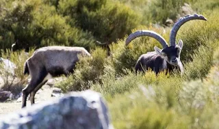 Machos de cabra montés en la reserva de caza de Las Batuecas | David Arranz/ICAL