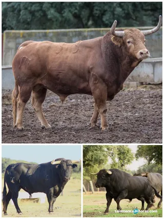 2 toro del cajón Alba (8)