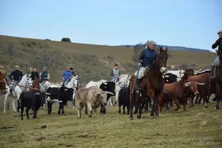 Labores de campo astados Villanueva encierro a caballo Ciudad Rodrigo (34)