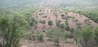 La Junta licita tratamientos silvícolas preventivos de incendios en 472 hectáreas