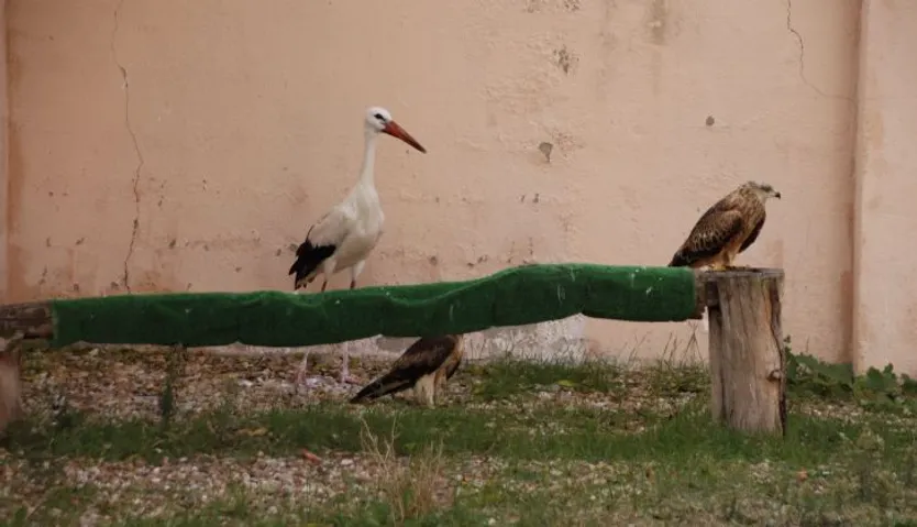 Centro de recepción de fauna silvestre, las dunas