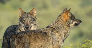 Lobos