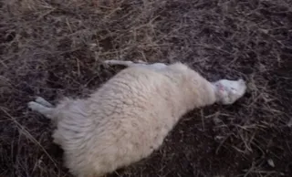 Los ganaderos de la comarca de Béjar siguen denunciando el retraso en la recogida de cadáveres de las explotaciones